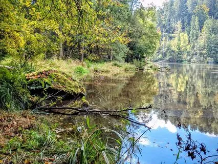 Yoga Nidra: Eternal Spring For Inspiration