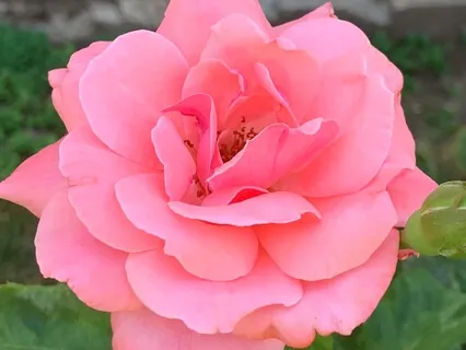 Yoga Nidra Exploration