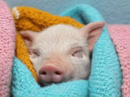 Yoga Nidra: Exploring The Inner Resource