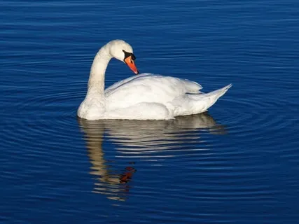 Yoga Nidra: Find Balance With Yin & Yang