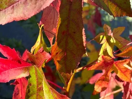 Yoga Nidra Find Comfort In Opposites
