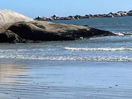 Yoga Nidra: Finding The Islands Of Rest