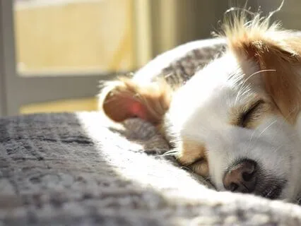 Yoga Nidra Five Minute Power Nap