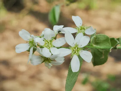 Yoga Nidra: Flowers Of Loving Kindness