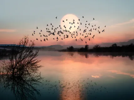 Yoga Nidra For A Healthy Immune System