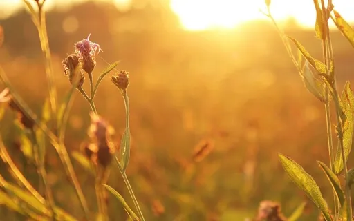 Yoga Nidra For A Restful Break