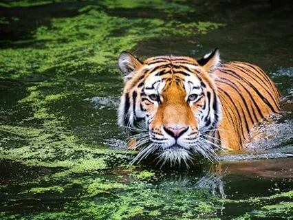 Yoga Nidra For A Robust Relaxation Response