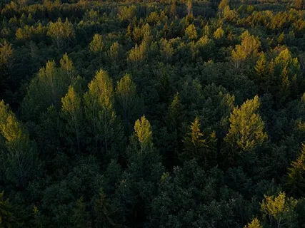 Yoga Nidra For Abundance