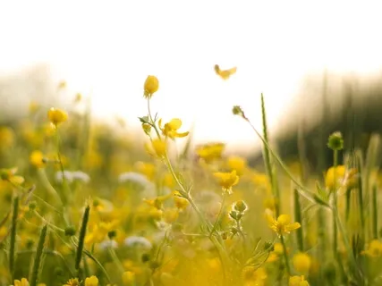 Yoga Nidra For Acceptance