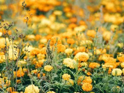 Yoga Nidra For Accepting Pain And Appreciating Peace