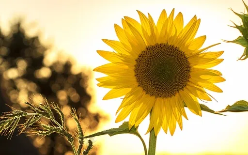 Yoga Nidra For Anxiety