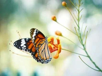 Yoga Nidra For Anxiety : Meeting Emotions As Messengers