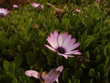 Yoga Nidra For Anxiety Relief - With Nature Sounds