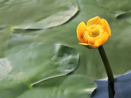 Yoga Nidra For Anxiety & Stress Relief