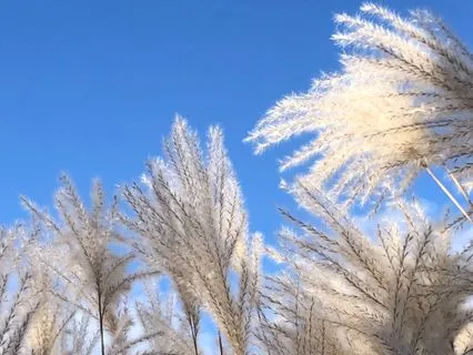 Yoga Nidra For Arthritis: Softening Around Pain (Live)