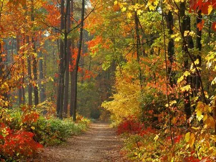 Yoga Nidra For Autumn Equinox 2025