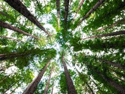 Yoga Nidra For Balance