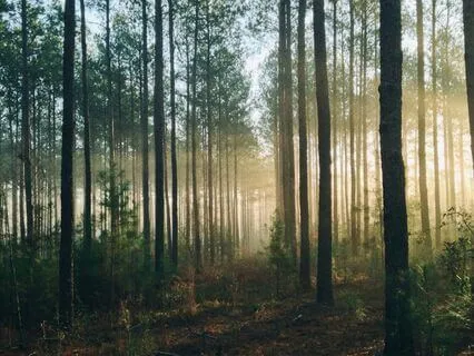 Yoga Nidra för barn - resan till drömskogen (10 min)
