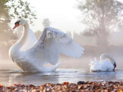 Yoga Nidra For Beginners: Deeply Refreshing Inner Peace