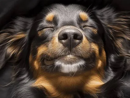 Yoga Nidra For Beginners