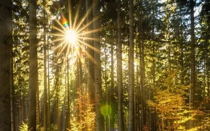 Yoga Nidra For Beltane - Expanding The Heart