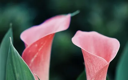 Yoga Nidrā For Blooming