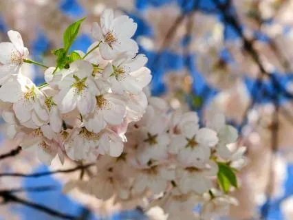 Yoga Nidra For Caregivers