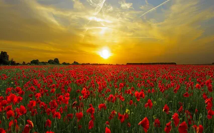 Yoga Nidra For Caring And Service