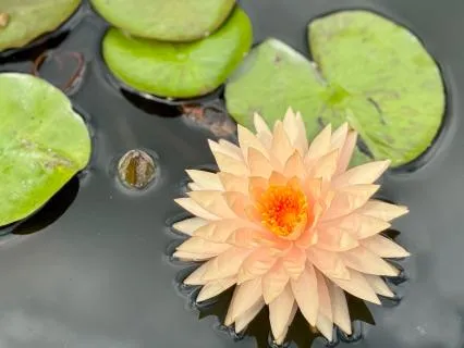 Yoga Nidra For Chronic Fatigue