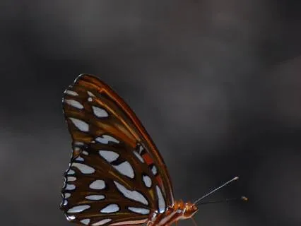 Yoga Nidra For Clarity And Connection: Short Practice