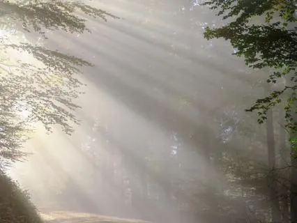 Yoga Nidra For Clarity And Connection. Live 07/09/25