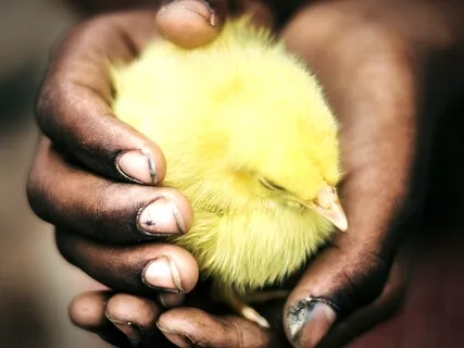 Yoga Nidra For Compassion