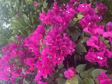 Faster Yoga Nidra For Connecting, Rest, Sleep, & Relaxation