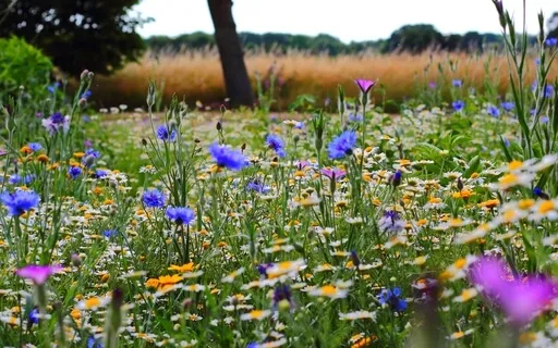 Yoga Nidra For Connection/ Nature Sounds