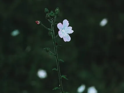 Yoga Nidra For Connection