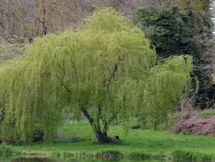 Yoga Nidra For Courage And Grace