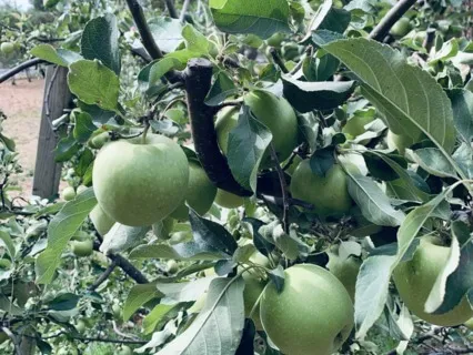 Yoga Nidra For Courageous Creativity