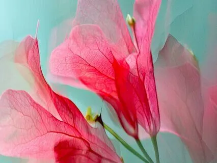 Yoga Nidra For Creative Renewal