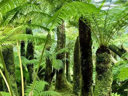 Yoga Nidra For Creativity: The Forest And The Clearing