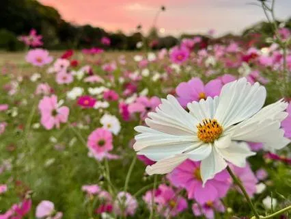 Yoga Nidra For Creativity