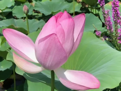 Yoga Nidra For Dealing With Difficult Emotions