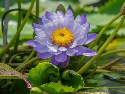 Yoga Nidra For Deep Healing