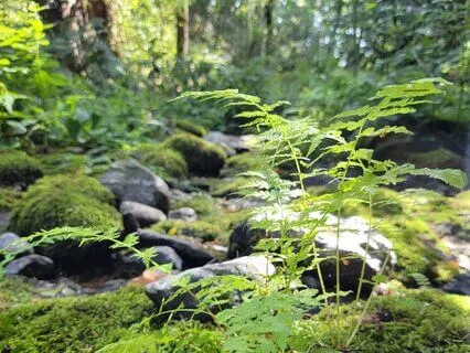 Yoga Nidra For Deep Inner Peace