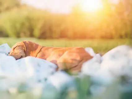 Yoga Nidra For Deep Physical, Mental, And Emotional Rest