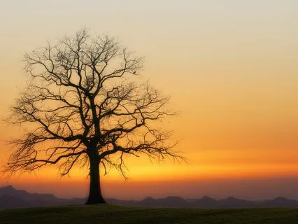 Yoga Nidra For Deep Relaxation And Grounding