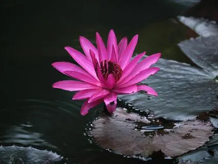 Yoga Nidra For Deep Relaxation And Self-Discovery (No Music)