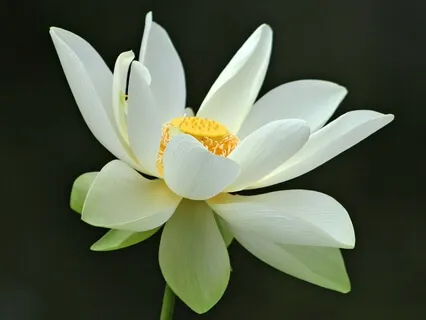 Yoga Nidra for Deep Relaxation & Sleep