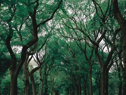 Yoga Nidra For Deep Rest