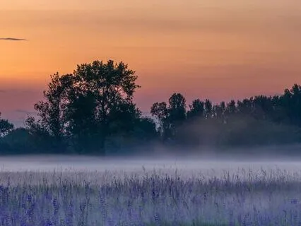 Yoga Nidra For Deep Rest And Nervous System Reset