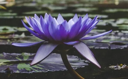 Yoga Nidra For Deep Rest & Stress Relief 